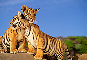 TGR 10 RK0114 01
Bengal Tiger Cubs Nuzzling On Rocks Blue Sky