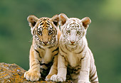 TGR 10 RW0005 01
Two Bengal Tiger Cubs Standing On Rock