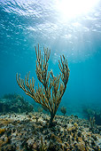 UWC 01 KH0003 01
Gorgonian (Sea Fan) Underwater Bahamas