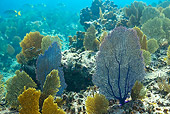 UWC 01 KH0004 01
Coral Reef With Sea Fans Underwater Bahamas