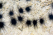 UWC 01 KH0007 01
Black Sea Urchins Underwater Polynesia