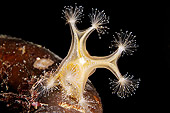 UWC 01 WF0003 01
Stalked Jellyfish In White Sea Russia