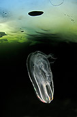 UWC 01 WF0005 01
Comb Jelly Under Ice In White Sea Russia