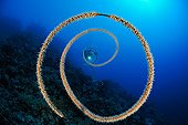 UWC 01 WF0007 01
Spiral Wire Coral And Scuba Diver Underwater