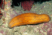UWC 01 HB0003 01
Sea Cucumber On Reef