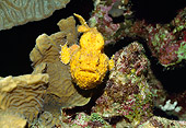 UWC 01 HB0009 01
Head On Shot Of Longlure Frogfish Bonaire Netherlands Antilles