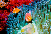 UWC 01 HB0022 01
False Skunk-Striped Anemonefish On Sea Anemone Fiji