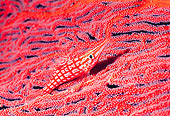 UWC 01 HB0029 01
Longnose Hawkfish Fiji