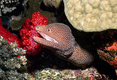 UWC 01 HB0039 01
Spotted Moray Fiji