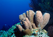 UWC 01 JM0025 01
Brown Tube Sponge
Bahamas