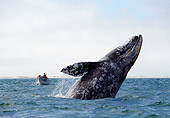 WHA 01 MC0001 01
Gray Whale Leaping Out Of Sea By Boat Mexico