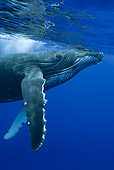 WHA 02 KH0002 01
Portrait Of Humpback Whale Swimming In Sea Polynesia