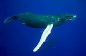 WHA 02 KH0003 01
Humpback Whale Calf Swimming In Sea Polynesia
