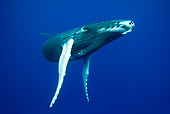 WHA 02 KH0005 01
Humpback Whale Calf Swimming In Sea Polynesia