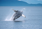 WHA 02 MC0004 01
Humpback Whale Breaching Coastal Alaska