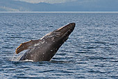 WHA 02 WF0002 01
Humpback Whale Breaching In Ocean