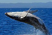 WHA 02 WF0006 01
Close-Up Of Humpback Whale Breaching In Ocean