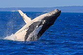 WHA 02 WF0007 01
Humpback Whale Breaching In Ocean