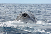 WHA 02 NE0005 01
Humpback Whale Breaching Caribbean Ocean Rear View