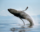 WHA 02 RD0012 01
Humpback Whale Breaching (Megaptera Novaeangliae) Alaska