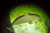 WHA 04 WF0001 01
Beluga Whale Swimming Under Ice In White Sea Russia