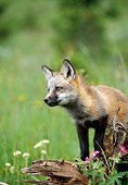 WLD 11 RW0002 01
Red Fox Kit Standing On Log In Field
