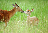 WLD 13 GR0015 01
White-Tailed Deer Doe And Buck Standing In Tall Grass