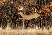 WLD 13 DB0035 01
Profile Of White-tailed Deer Buck Running In Field At Edge Of Woods In Autumn