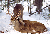 WLD 13 TL0012 01
White-Tailed Deer Fawn Nuzzling Buck Laying On Snow In Woods