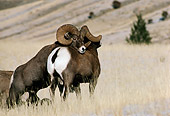 WLD 15 TL0014 01
Bighorn Sheep Ram Asserting Dominance Over Other Ram In Field With Hills And Tree In Background