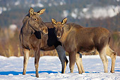 WLD 20 WF0001 01
Moose Mother And Calf Standing On Snow