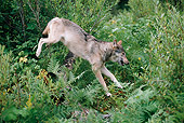WOV 09 BA0005 01
Gray Wolf Leaping In Forest Profile