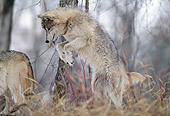 WOV 09 DB0034 01
Gray Wolf Leaping In Woods In Winter