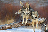 WOV 09 KH0035 01
Gray Wolves Jumping Over Fallen Tree On Snow