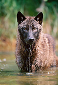 WOV 09 KH0049 01
Gray Wolf Standing In Water