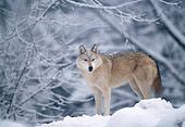 WOV 09 LS0006 01
Portrait Of Gray Wolf Standing In Woods During Snowfall
