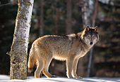 WOV 11 RK0001 07
Wolf Standing On Snow By Trees