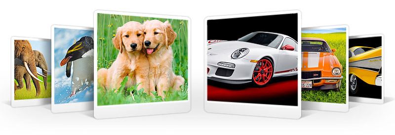Animals/Automotive