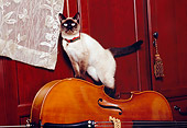 CAT 02 RK1164 02
Siamese Cat Climbing On Cello By Lace Curtain