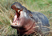 AFW 01 BA0001 01
Close-Up Of Pygmy Hippopotamus Yawning In Grassy Field