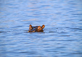 AFW 01 DS0002 01
Hippopotamus Peeking Out Of Water