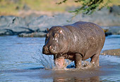AFW 01 GL0001 01
Hippopotamus Walking Through Water