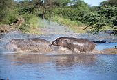 AFW 01 GL0003 01
Two Hippopotamuses Splashing Through Water Profile