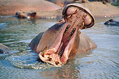AFW 01 GL0006 01
Hippopotamus Showing Aggression In Water Tanzania