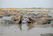 AFW 01 GL0007 01
Group Of Hippopotamuses In Shallow Muddy Water