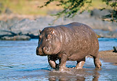 AFW 01 GL0009 01
Hippopotamus Walking Through Shallow Water Tanzania