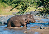 AFW 01 GL0011 01
Hippopotamus Emerging From Water Tanzania