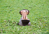 AFW 01 GL0012 01
Hippopotamus Threatening In Water Masai Mara, Kenya