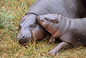 AFW 01 GL0013 01
Pygmy Hippopotamus Resting On Grass With Young