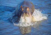 AFW 01 GL0014 01
Hippopotamus Emerging From Water Tanzania